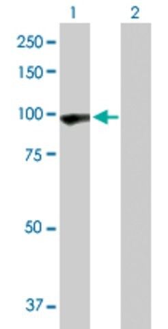 Anti-PCDHGA5 antibody produced in rabbit