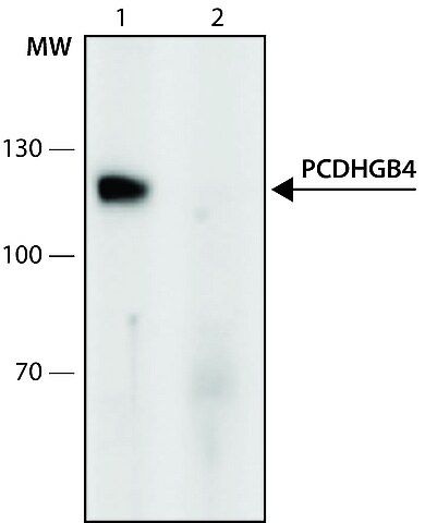 Anti-PCDHGB4 (34-45) antibody produced in rabbit