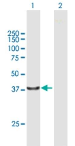 Anti-PCOLCE2 antibody produced in mouse