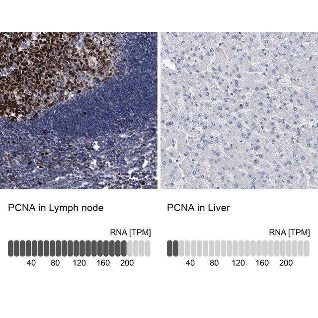 Anti-PCNA antibody produced in rabbit