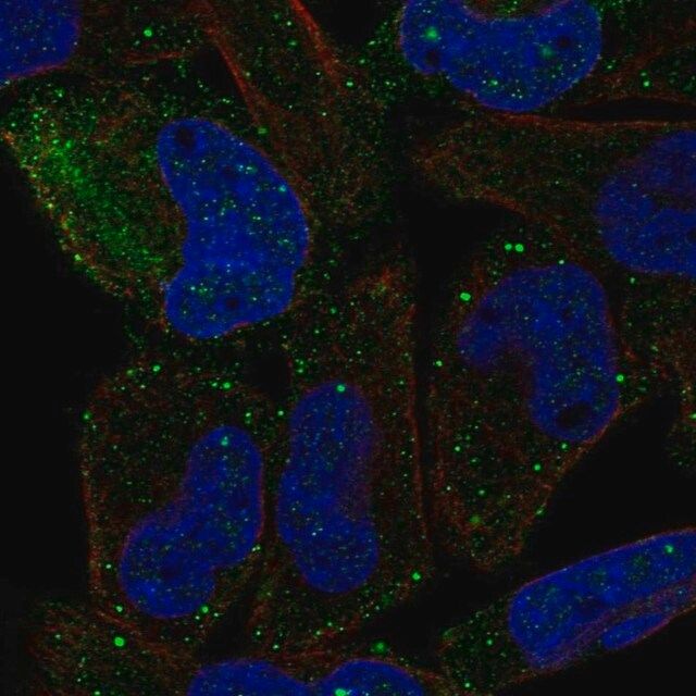 Anti-PCDHGB2 antibody produced in rabbit