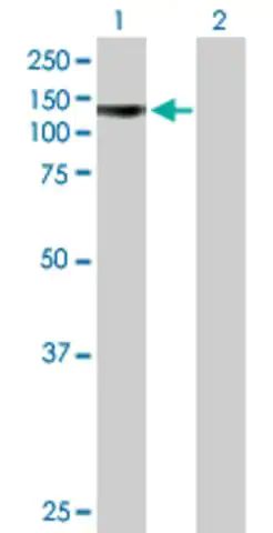 Anti-PCDHA4 antibody produced in mouse