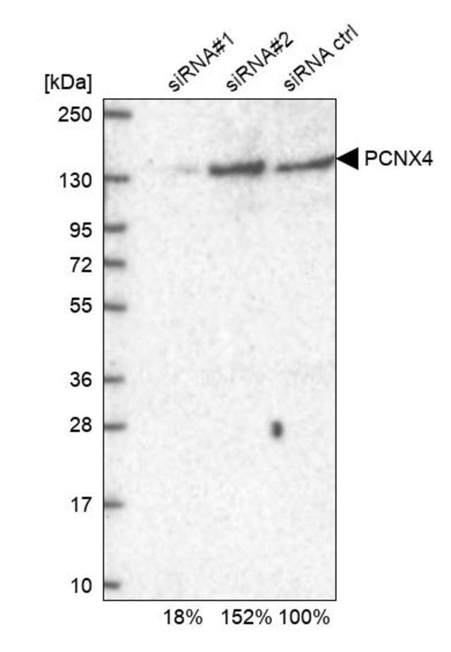 Anti-PCNX4 antibody produced in rabbit