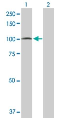 Anti-PCDHGA5 antibody produced in mouse