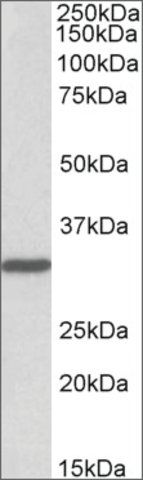 Anti-PCNA antibody produced in goat