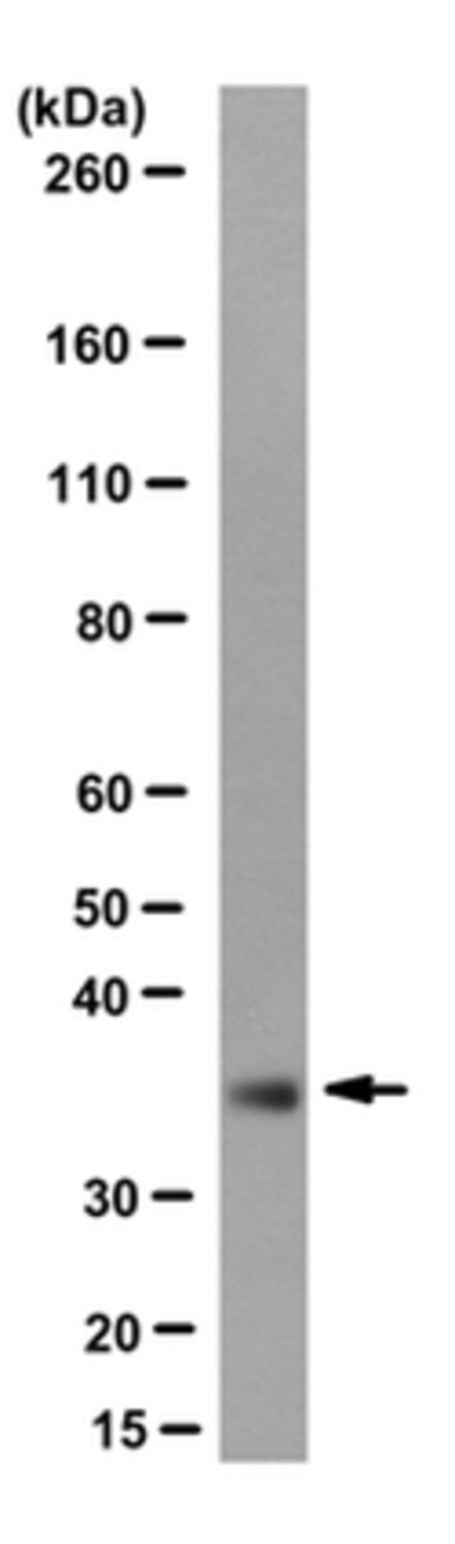 Anti-p31comet Antibody, clone E29.19.14