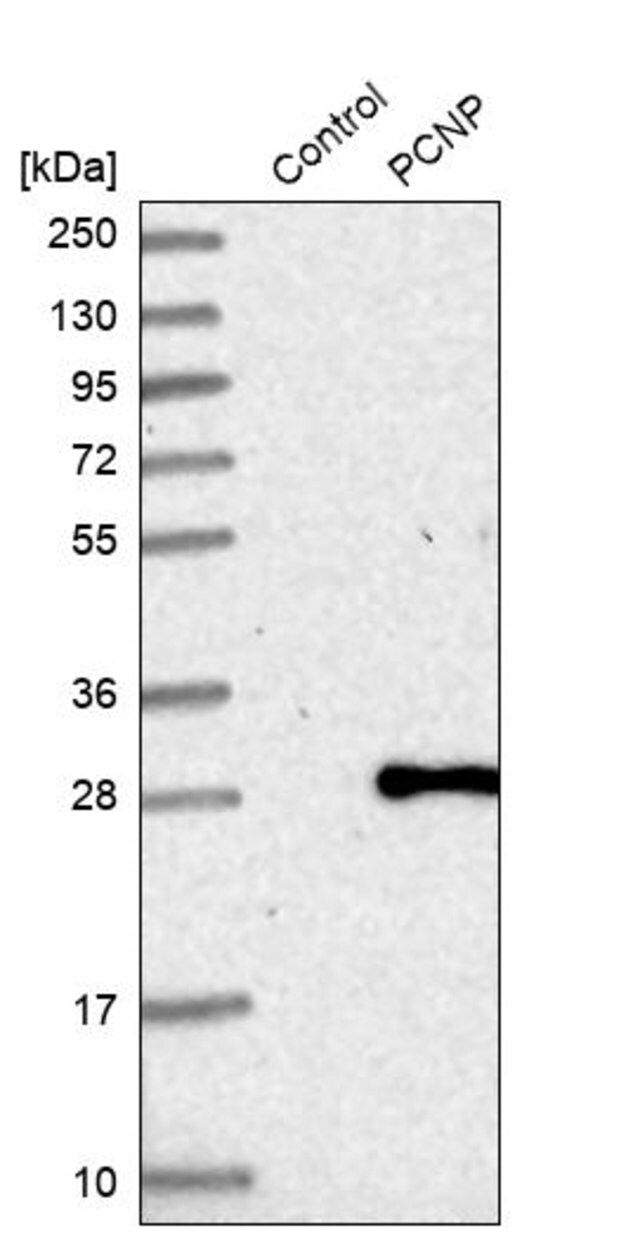 Anti-PCNP antibody produced in rabbit