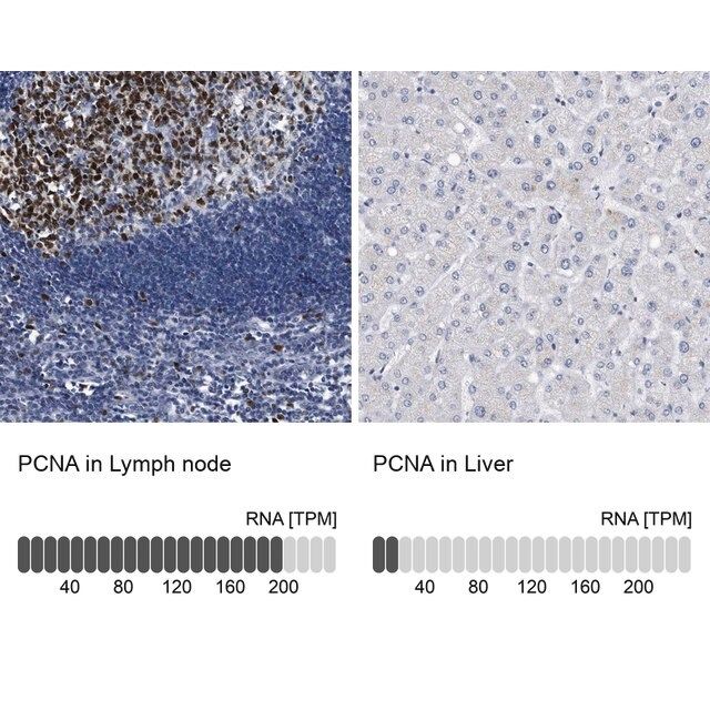 Anti-PCNA antibody produced in rabbit