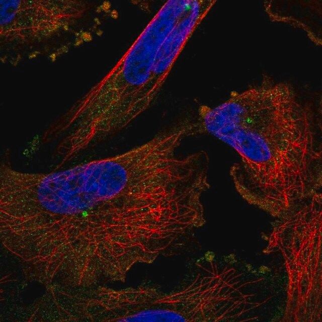 Anti-PCNT antibody produced in rabbit