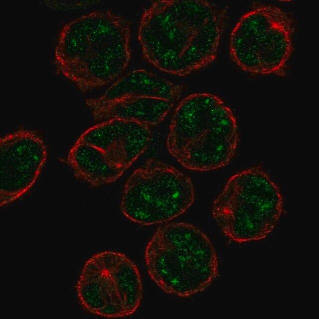 Anti-PCP2 antibody produced in rabbit