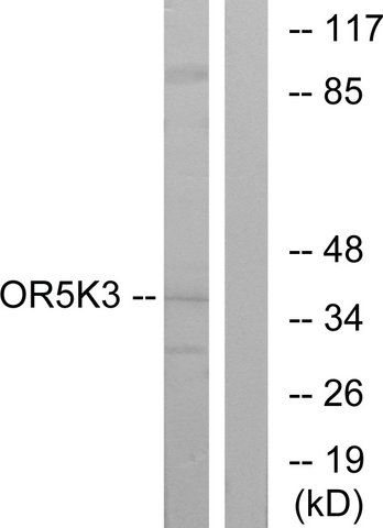 Anti-OR5K3 antibody produced in rabbit