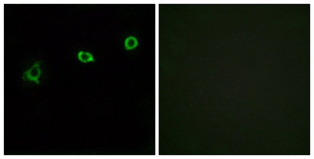 Anti-OR1N1 antibody produced in rabbit