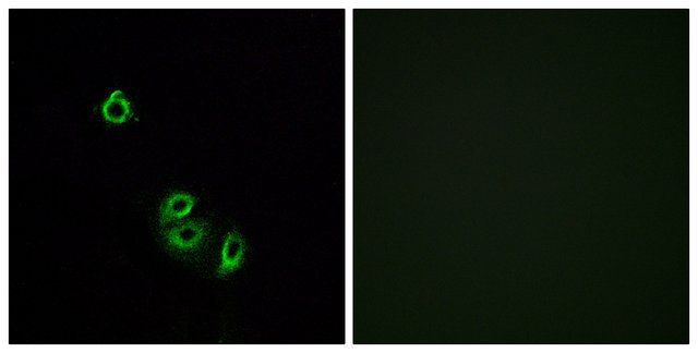 Anti-OR2L5, C-Terminal antibody produced in rabbit