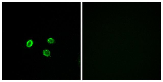 Anti-OR5M9 antibody produced in rabbit