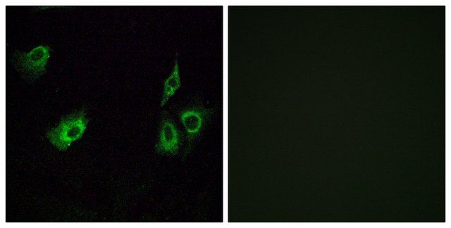 Anti-OR4K3 antibody produced in rabbit