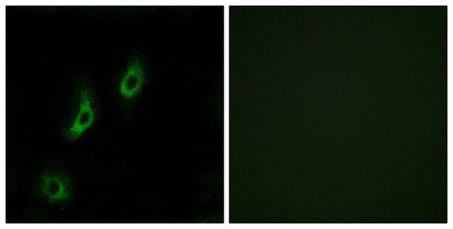 Anti-OR4L1 antibody produced in rabbit