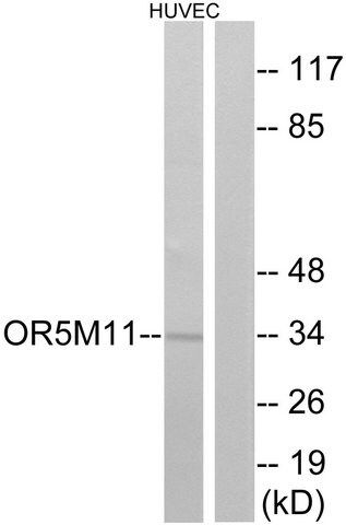 Anti-OR5M11 antibody produced in rabbit