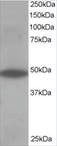 Anti-ORP1 antibody produced in goat