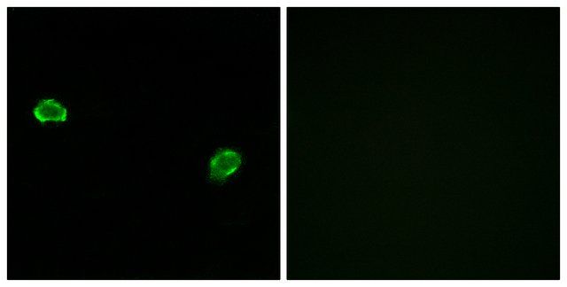 Anti-OR5M3 antibody produced in rabbit