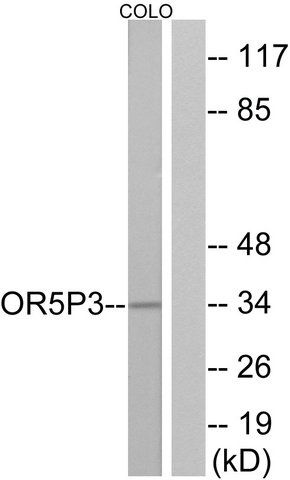 Anti-OR5P3 antibody produced in rabbit