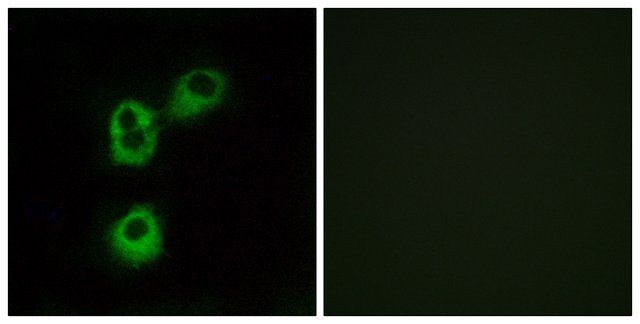 Anti-OR5M1, C-Terminal antibody produced in rabbit