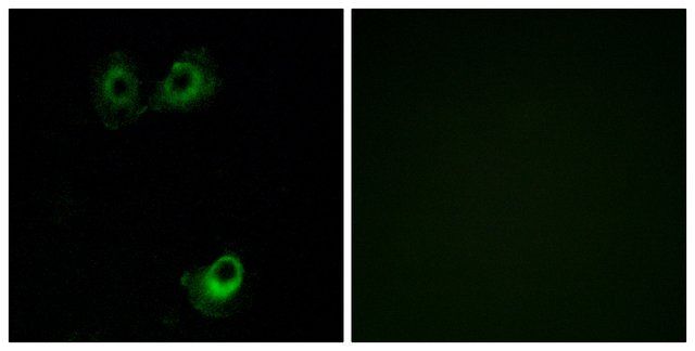 Anti-OR11L1 antibody produced in rabbit