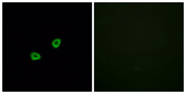 Anti-OR1L6 antibody produced in rabbit