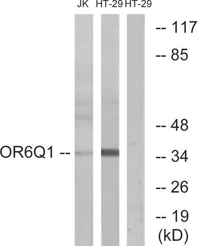 Anti-OR6Q1 antibody produced in rabbit