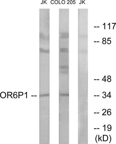 Anti-OR6P1 antibody produced in rabbit