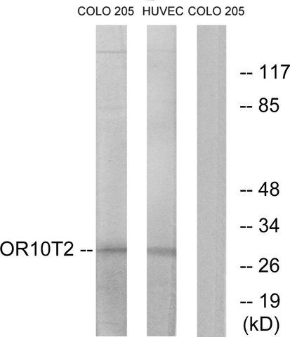 Anti-OR10T2 antibody produced in rabbit