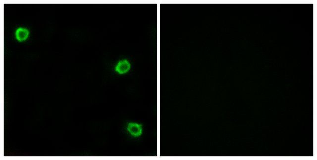 Anti-OR51Q1, C-Terminal antibody produced in rabbit