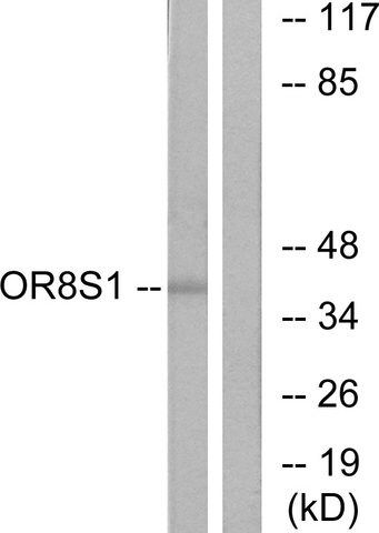 Anti-OR8S1 antibody produced in rabbit