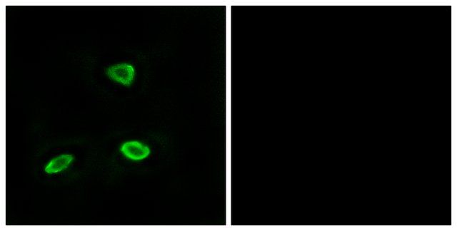 Anti-OR52N1, C-Terminal antibody produced in rabbit