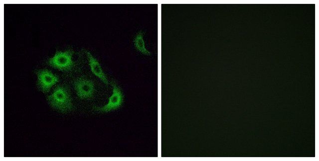 Anti-OR4P4 antibody produced in rabbit