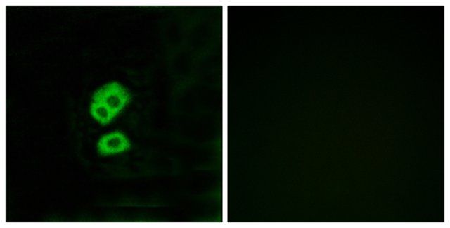 Anti-OR2T10 antibody produced in rabbit