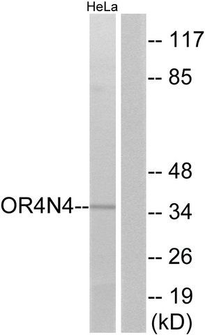 Anti-OR4N4 antibody produced in rabbit