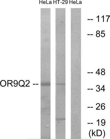 Anti-OR9Q2 antibody produced in rabbit