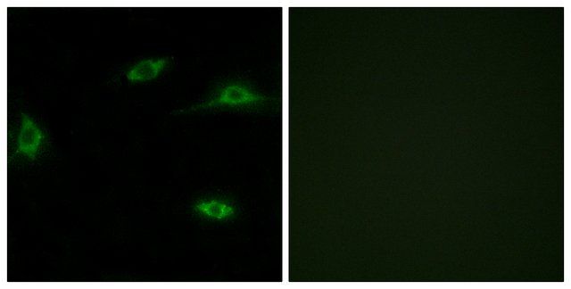 Anti-OR2T11 antibody produced in rabbit