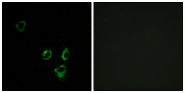 Anti-OR2T5 antibody produced in rabbit