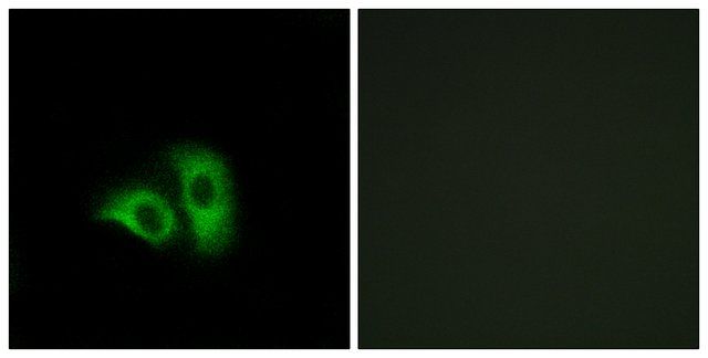 Anti-OR10X1 antibody produced in rabbit