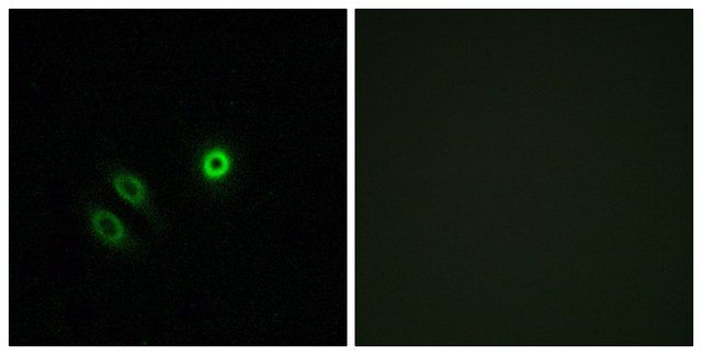 Anti-OR4X1 antibody produced in rabbit