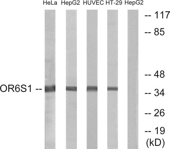 Anti-OR6S1 antibody produced in rabbit