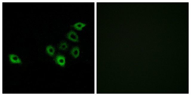 Anti-OR51S1 antibody produced in rabbit