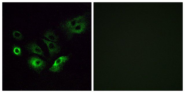 Anti-OR4Q3 antibody produced in rabbit