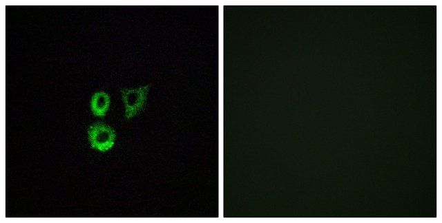 Anti-OR2T3 antibody produced in rabbit