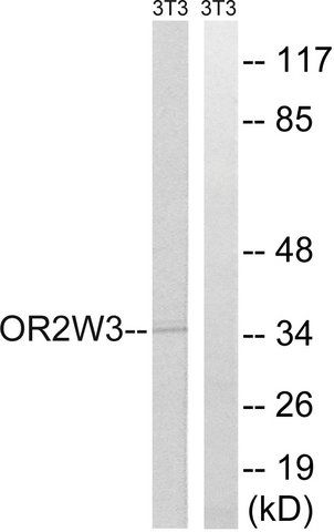 Anti-OR2W3 antibody produced in rabbit