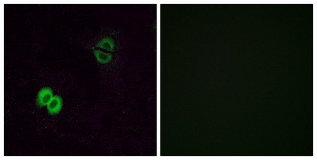 Anti-OR2T1 antibody produced in rabbit