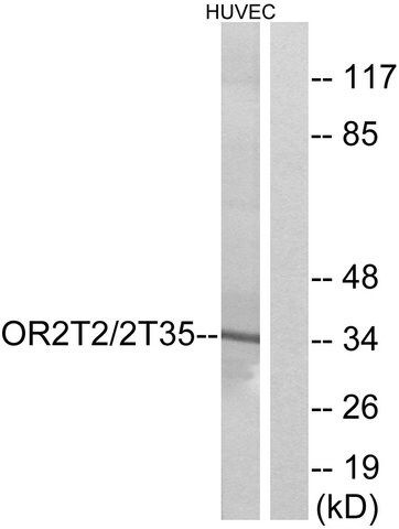 Anti-OR2T2 antibody produced in rabbit