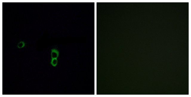 Anti-OR9Q1 antibody produced in rabbit