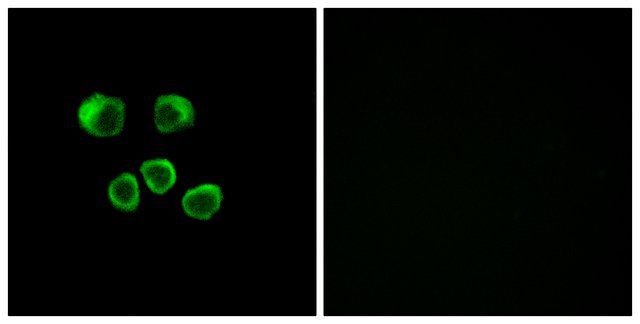 Anti-OR8U1 antibody produced in rabbit